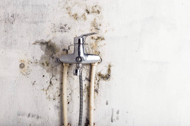 Mold Removal and Inspection in Defiance, OH