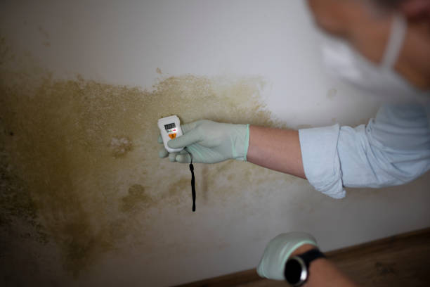 Best Mold Removal and Inspection  in Defiance, OH